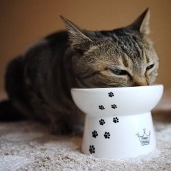 PAAZA Raised Cat Food Bowl